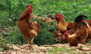 土鸡养肥的方法（土鸡养肥的方法有哪些）