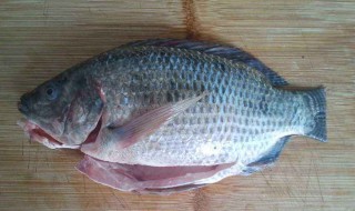 大罗非鱼用怎么钓（大罗非鱼怎么钓才容易上钩）