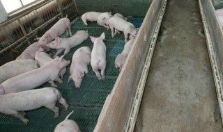 怎样喂猪长得快（怎样喂猪长得快一点）