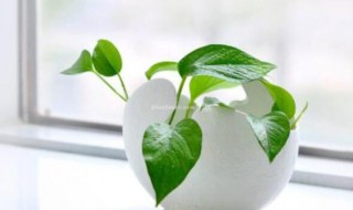 怎样去甲醛最快最有效 如何去甲醛又快又好安全