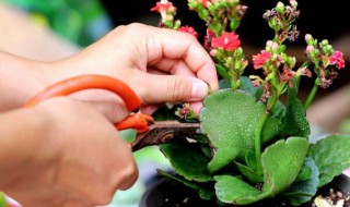 长寿花的修剪方法（长寿花的修剪方法图解花和图片）