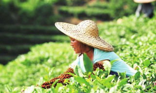 采茶怎么采（采茶怎么采的快）