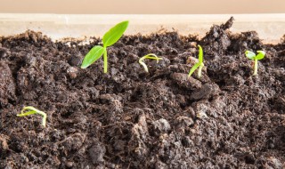 怎样发酵有机肥（怎样发酵有机肥水）