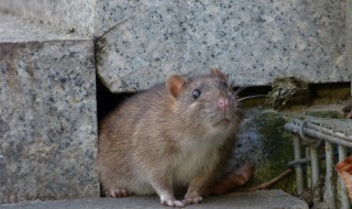 怎样灭老鼠最有效（怎样灭老鼠最有效用酒精）