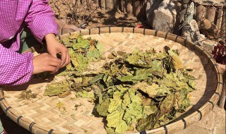 怎样晒桑叶 怎么晒桑叶