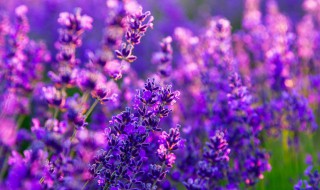 拍花海的正确方法（拍花海的正确方法是什么）