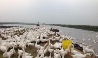 散养鹅的方法 散养鹅怎么养