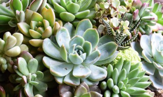 多肉种土的方法 多肉的种植土