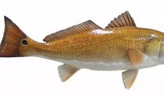 给鱼打虫的方法（怎么给鱼打虫）