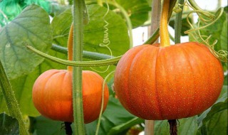 南瓜怎样种（南瓜怎样种高产）