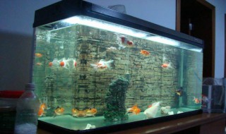 家里怎样做不用换水的鱼缸（不用换水的鱼缸是什么原理）