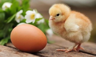 怎样孵小鸡（怎样孵小鸡不用孵化器）
