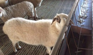 羊皮怎么处理最好（羊皮怎样处理）