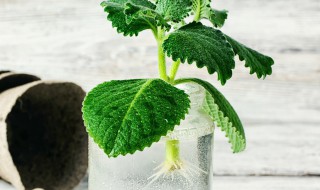 怎么样在家自制生根水 怎么样在家自制生根水泡菜