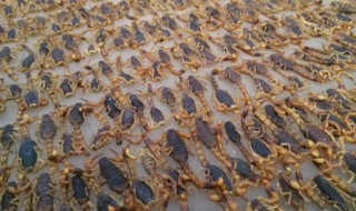 怎样养蝎子 怎样养蝎子简单投资少