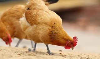 怎样散养土鸡 怎样散养土鸡视频