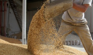 怎样发酵饲料 怎样发酵饲料能让育肥猪长得快吗