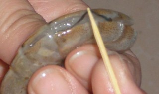 怎样去虾线 活虾怎样去虾线