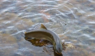 怎样养泥鳅 怎样养泥鳅鱼在家