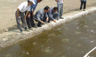 对虾暴雨后怎么处理（暴雨过后对虾吃料慢）