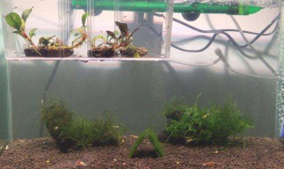 水草缸冒泡怎么处理 水草缸有很多气泡