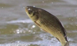 钓鲫鱼的方法 谷麦钓鲫鱼的方法