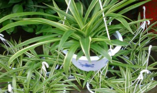 有除苯的方法吗 什么除苯