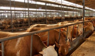 养牛场一般怎样处理牛粪（养牛牛粪处理方法）