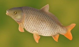 鲤鱼怎么处理不会死（鲤鱼怎么处理刺少）