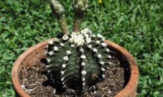 扦插的生殖方法（扦插的生殖方法不包括）