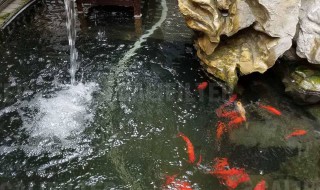 鱼池暴雨后怎么处理 鱼池暴雨后怎么处理好