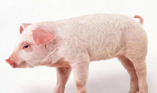 猪饲料长虫怎么处理 猪饲料长虫怎么处理干净