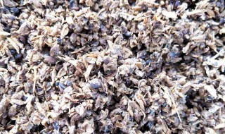 酒糟怎样做鱼饲料配方（酒糟怎样做鱼饲料配方视频）