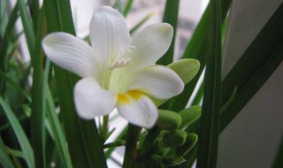 香雪兰的养殖方法和注意事项 水培香雪兰的养殖方法和注意事项