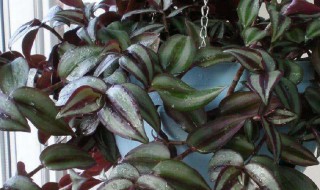 适合家里养的32种花 适合家里养的32种花好看