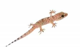 家里来壁虎代表什么 家里来壁虎代表什么预兆