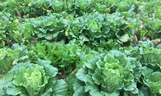 种白菜心的方法 白菜芯种植视频