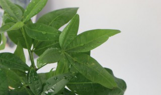 发财树叶子发黄怎么办?（发财树叶子发黄怎么办 教你十个解决方法）