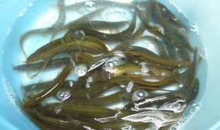 泥鳅在家里清水能养吗（泥鳅养久了会认主人吗）
