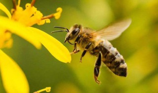 蜜蜂叮一下怎么处理（蜜蜂叮着要怎么办）