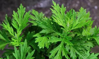 艾草的洗头方法 艾草洗头方法,用用艾草洗头还需要洗发水吗