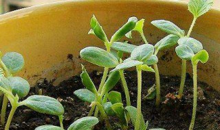 盆栽甜瓜的方法 胶原羹怎么吃