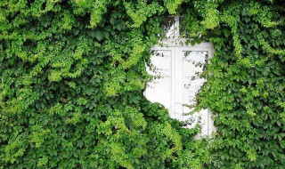 爬山虎的资料（爬山虎的资料和图片）