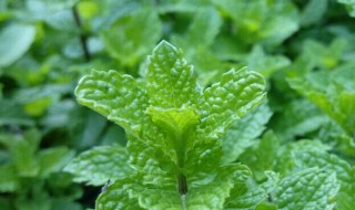 家里种薄荷坏处（家里种薄荷坏处有哪些）