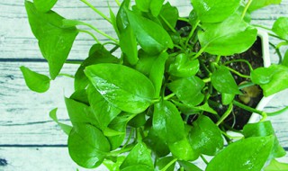 家里能养绿萝吗 孕妇家里能养绿萝吗