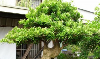 罗汉松种在家里禁忌（水培罗汉松种在家里禁忌）