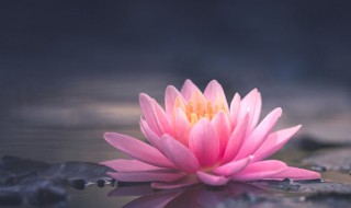 家里为什么不能养荷花 家里为什么不能养荷花|碗莲(多版本说法