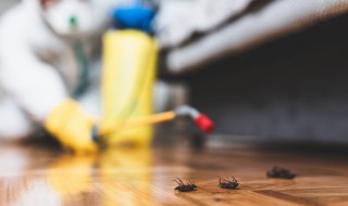 家里常见的虫子（家里常见的虫子图片及名称和危害）