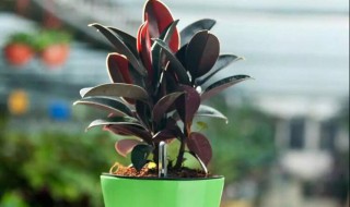 家里适合养什么植物 家里适合养什么植物对家庭比较好风水