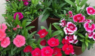 适合家里养的18种花 适合家里养的18种花有哪些